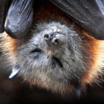 Fruit Bat
