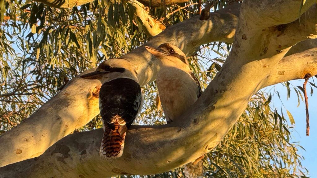 Can You Speak Googaburra? Kookaburra Aboriginal languages Evolve Communities