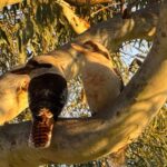 Can You Speak Googaburra? Kookaburra Aboriginal languages Evolve Communities