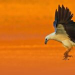 What Animal Gives You Strength? A Reflection on Dreaming and Resilience
