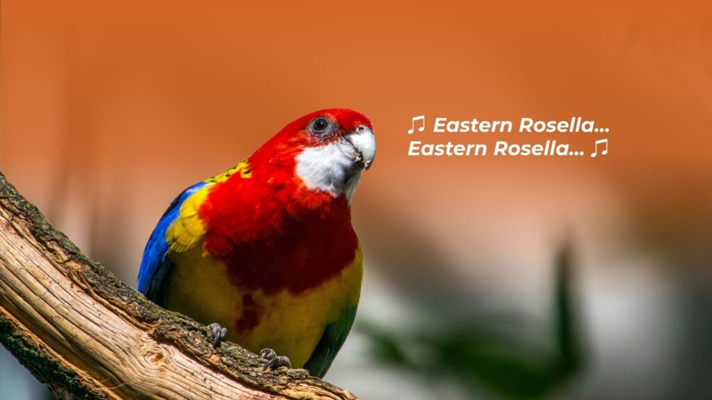 Understanding Country What a Bird Teaches Us About Connection