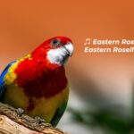 Understanding Country What a Bird Teaches Us About Connection
